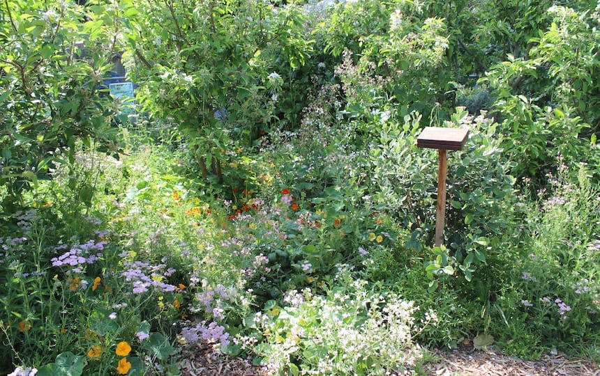 What are the Alternatives to Mono-Culture?