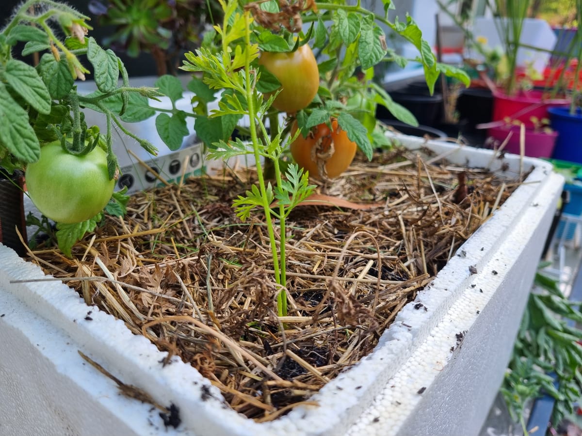 Grow Food In Any Sized Space: Save Money and Improve Your Health