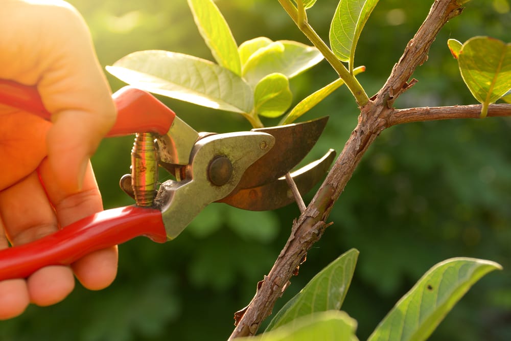 A Winter Guide to Pruning and rden Maintenance