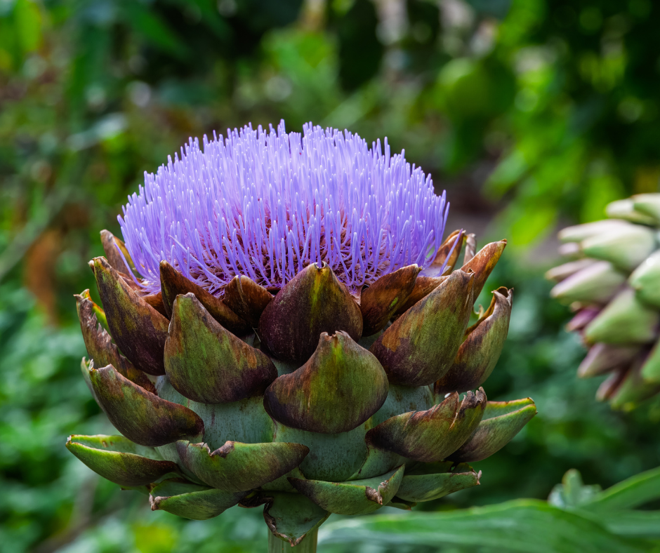 How To Grow and Harvest Artichoke