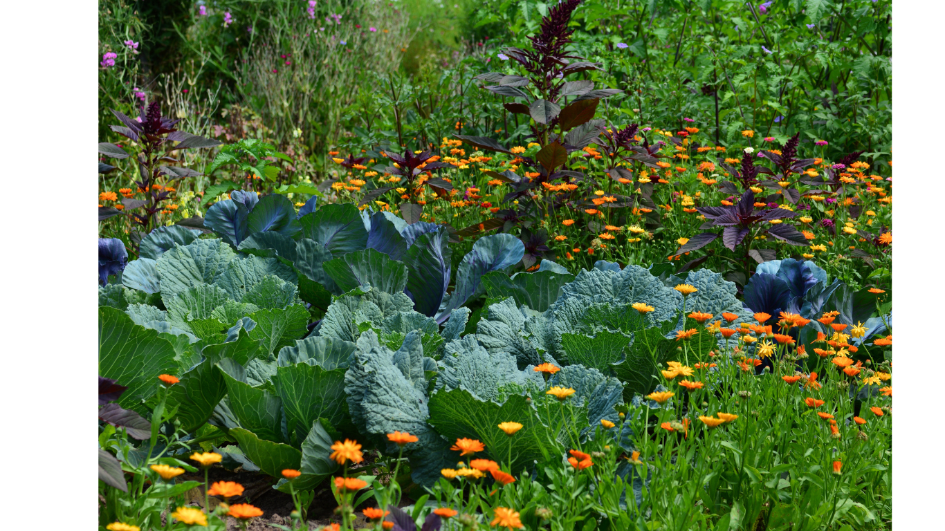 May Gardening Guide for Temperate Climate
