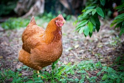 Essential Vitamins and Minerals for Healthy Chickens