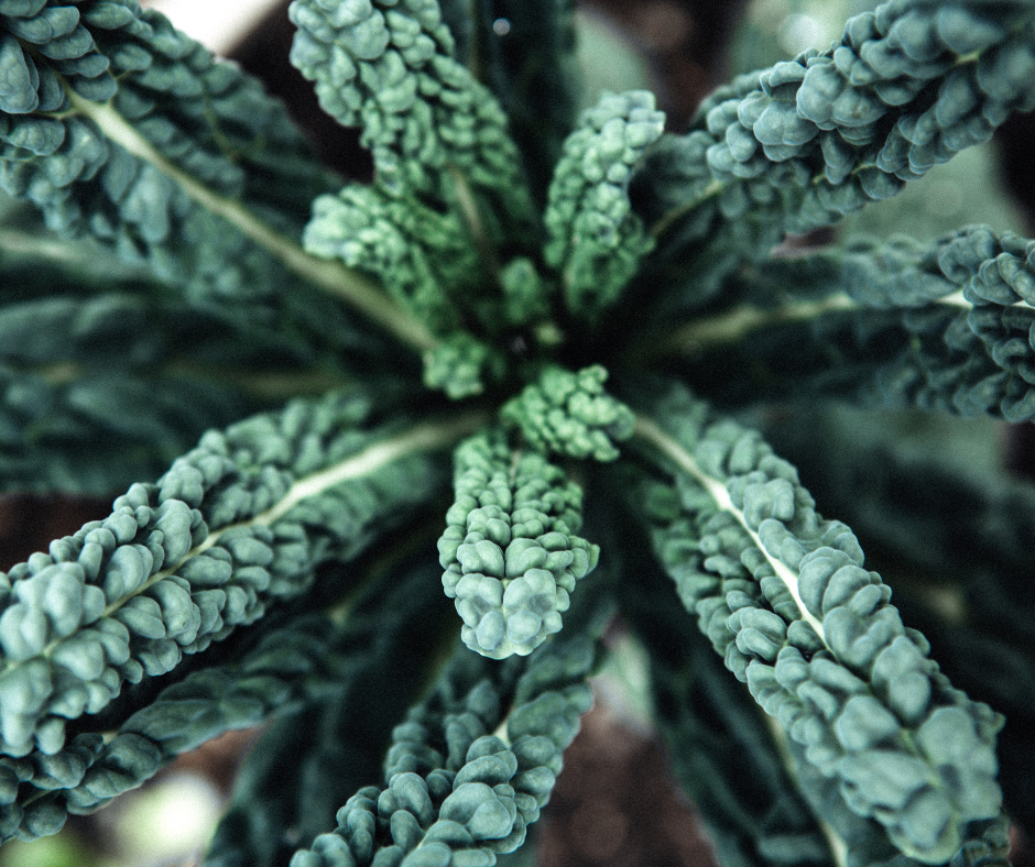 The Best Kale to Grow in a Mediterranean Climate