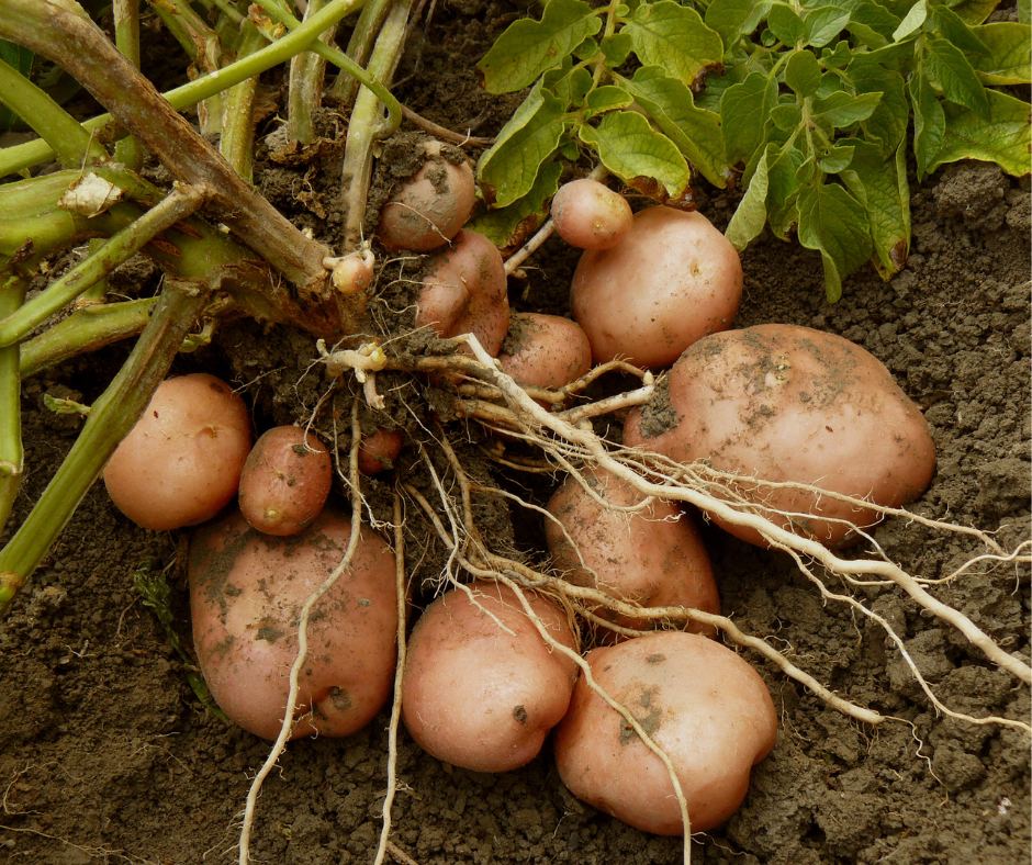How To Harvest and Store Potatoes: Homestead Style