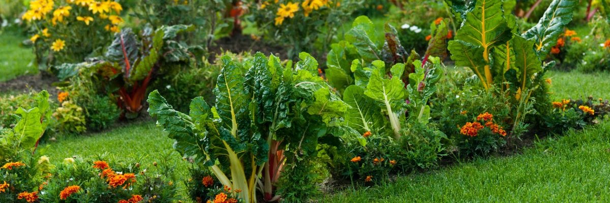 A Beginner's Guide to No Dig Gardening Australia