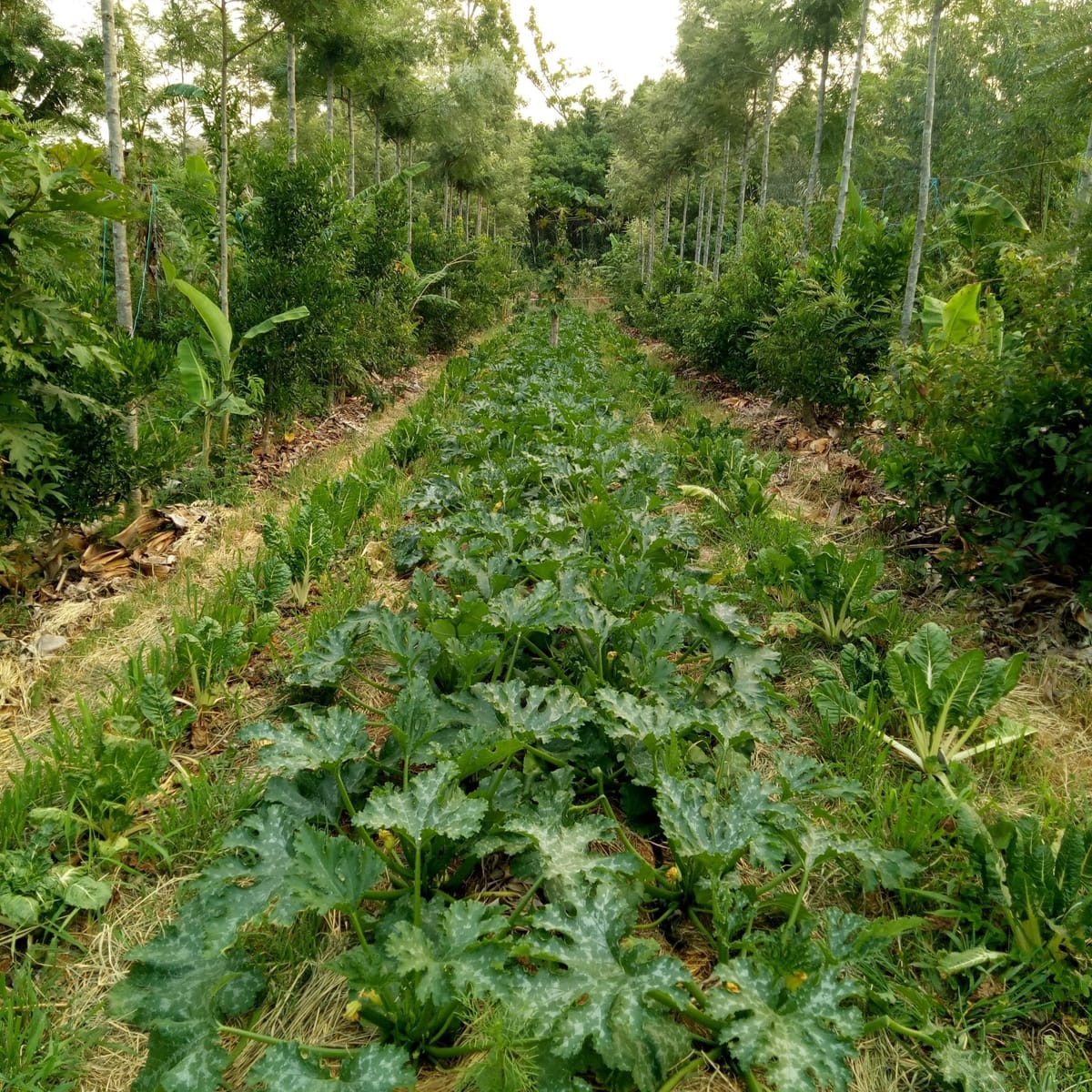Syntropic Agroforestry: A Beginner's Guide for Temperate Climates