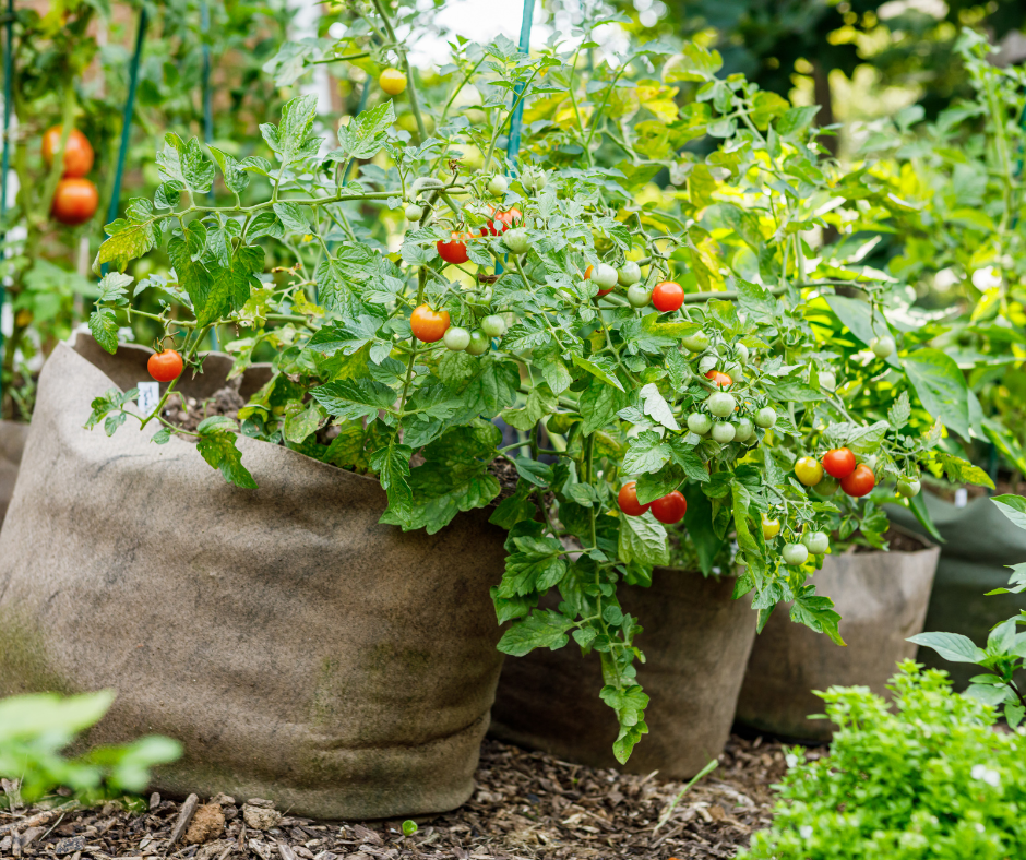 Top 3 Tomatoes to Grow and Preserve: Mediterranean Climate