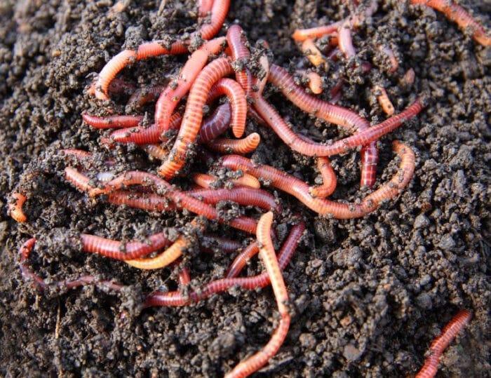 Beginners Guide to Starting a Worm Farm