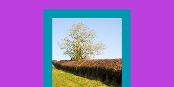 How to Build a Living Fence in Australia