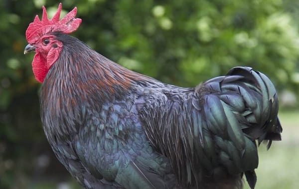 The Best Chickens for Your Australian Backyard