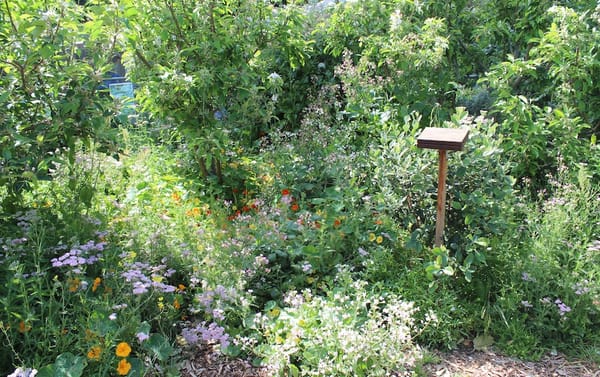 What are the Alternatives to Mono-Culture?