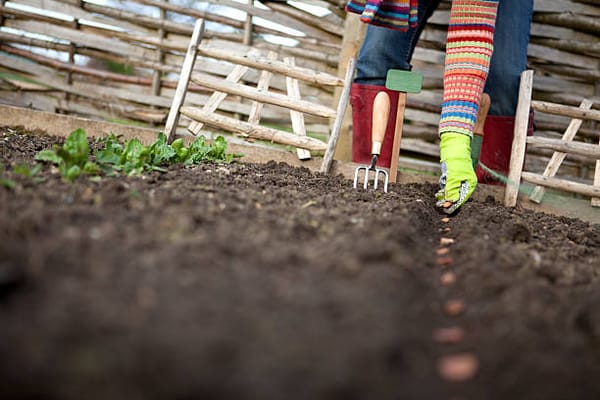 September Gardening Guide for Temperate Australia