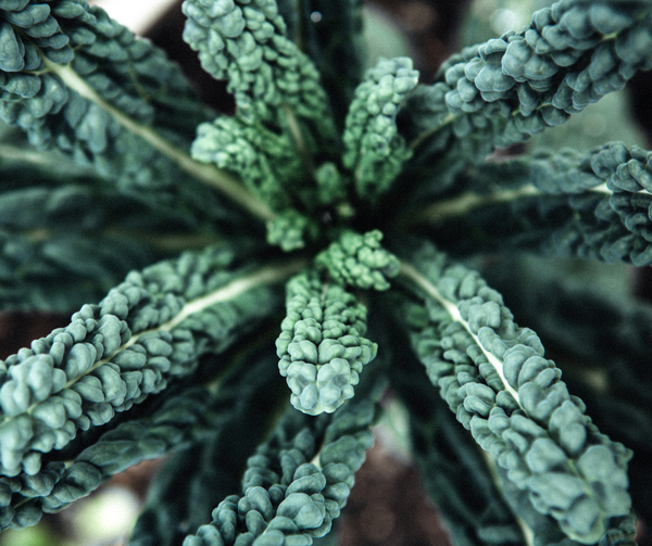 The Best Kale to Grow in a Mediterranean Climate