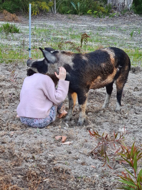 Top 3 Breeds of Pig to Add to Your Homestead