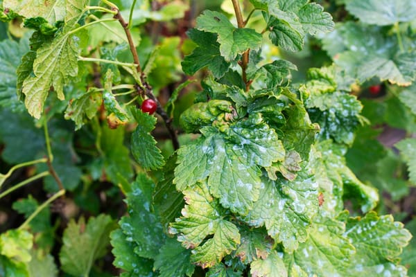 Top 10 Ways To Stop Powdery Mildew