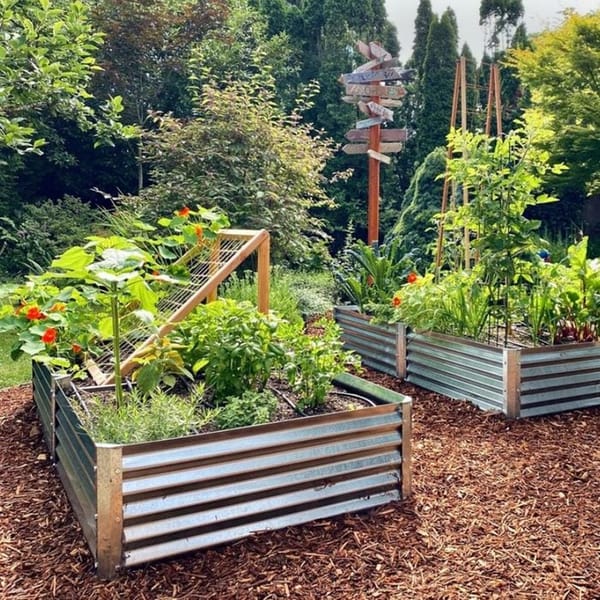 November Gardening Guide for Temperate Australia