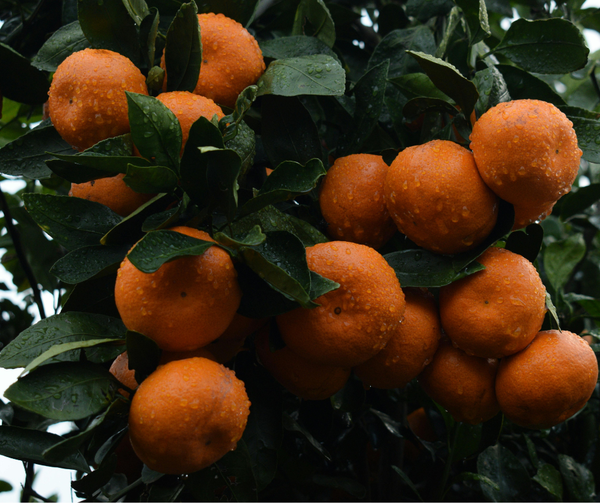 June Gardening Guide for Temperate Climate