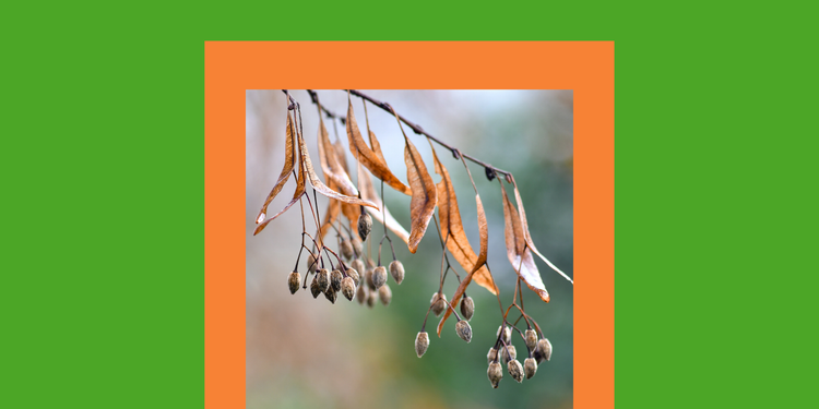 Seed Saving: Curating Your Household’s Biological Assets